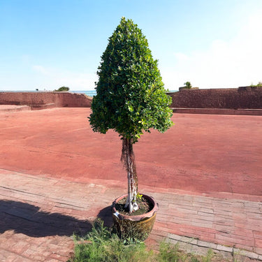 Ficus Nitida Half Cone